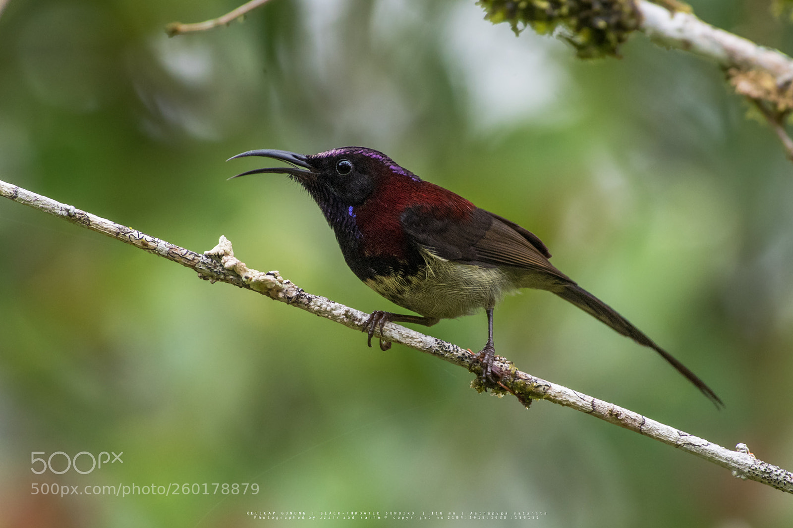Nikon D810 sample photo. Black-throated sunbird photography