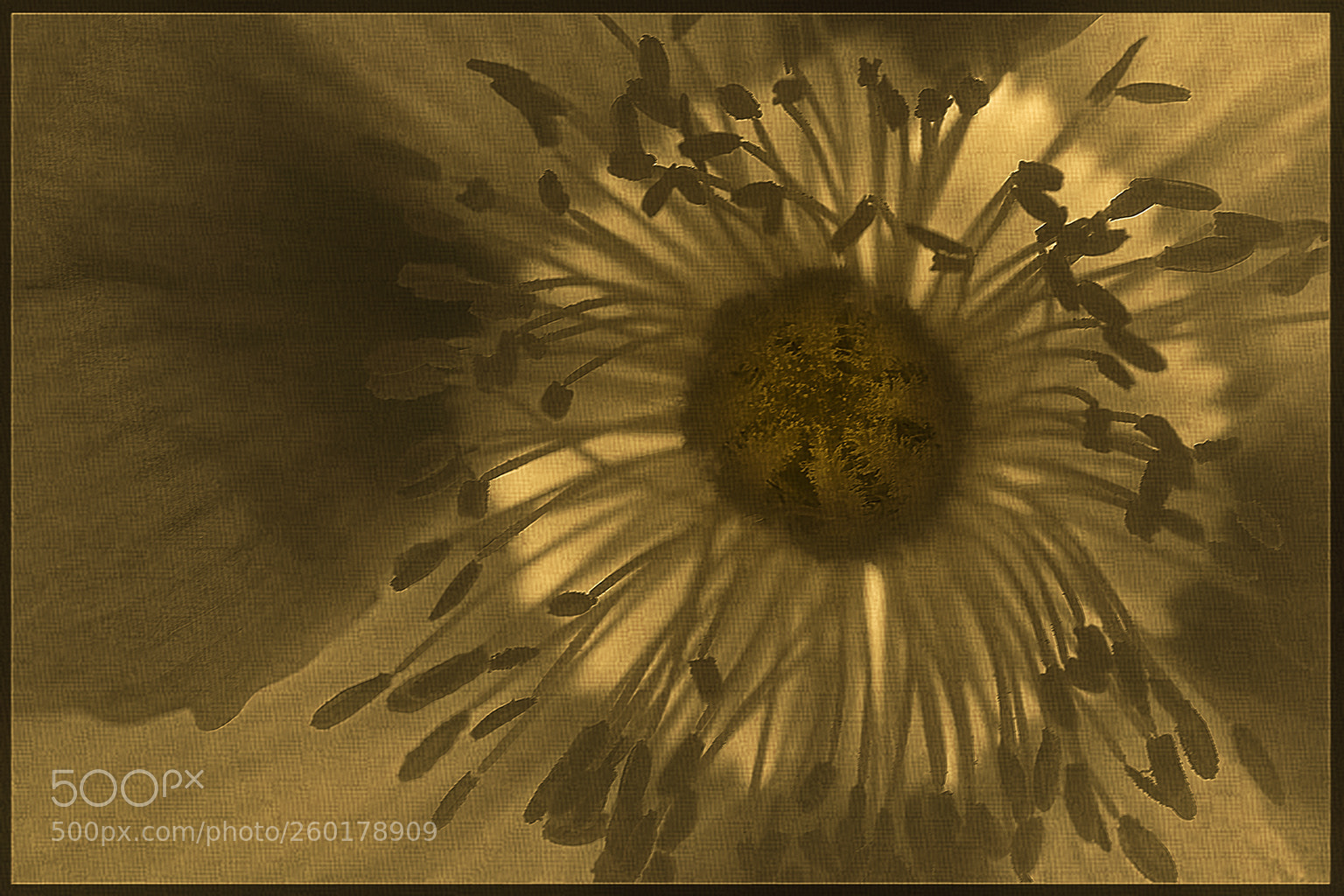 Sony a7R II sample photo. Poppy gold photography