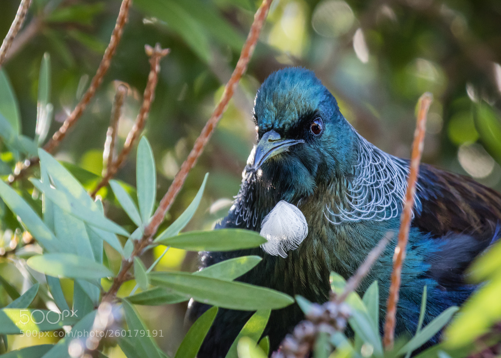 Canon EOS 7D Mark II sample photo. Nz tui in bottlebrush photography