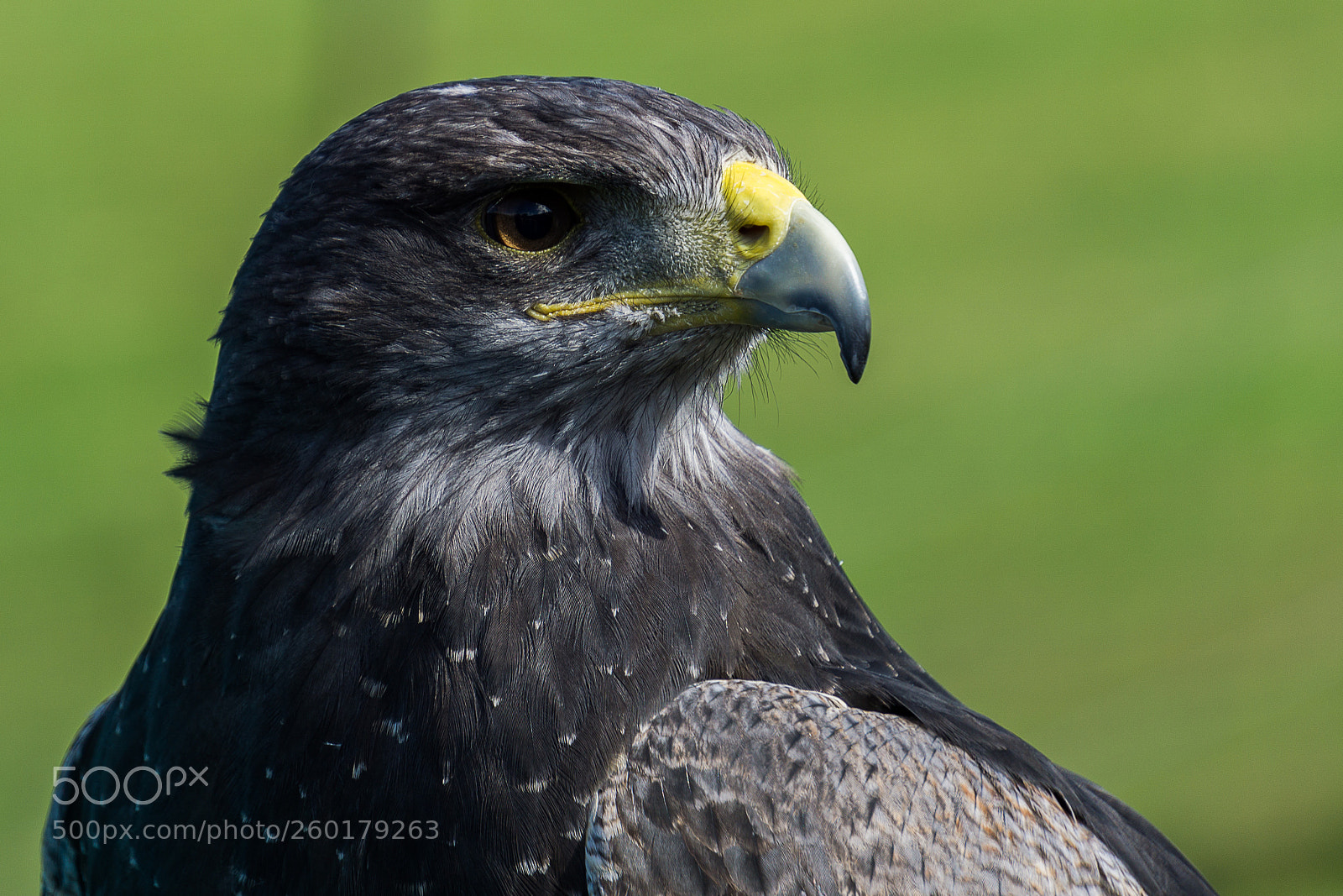 Sony a6000 sample photo. Eagle / adler photography