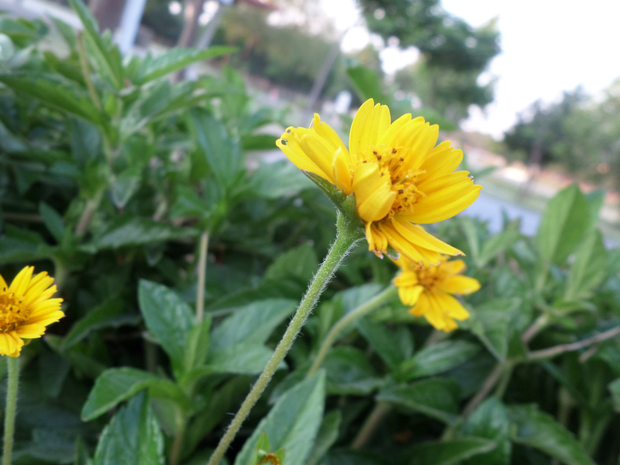 Samsung WB30F/WB31F/WB32F sample photo. Color sol photography