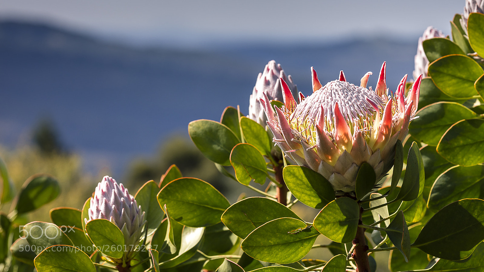 Canon EOS 5DS R sample photo. Mmexport photography