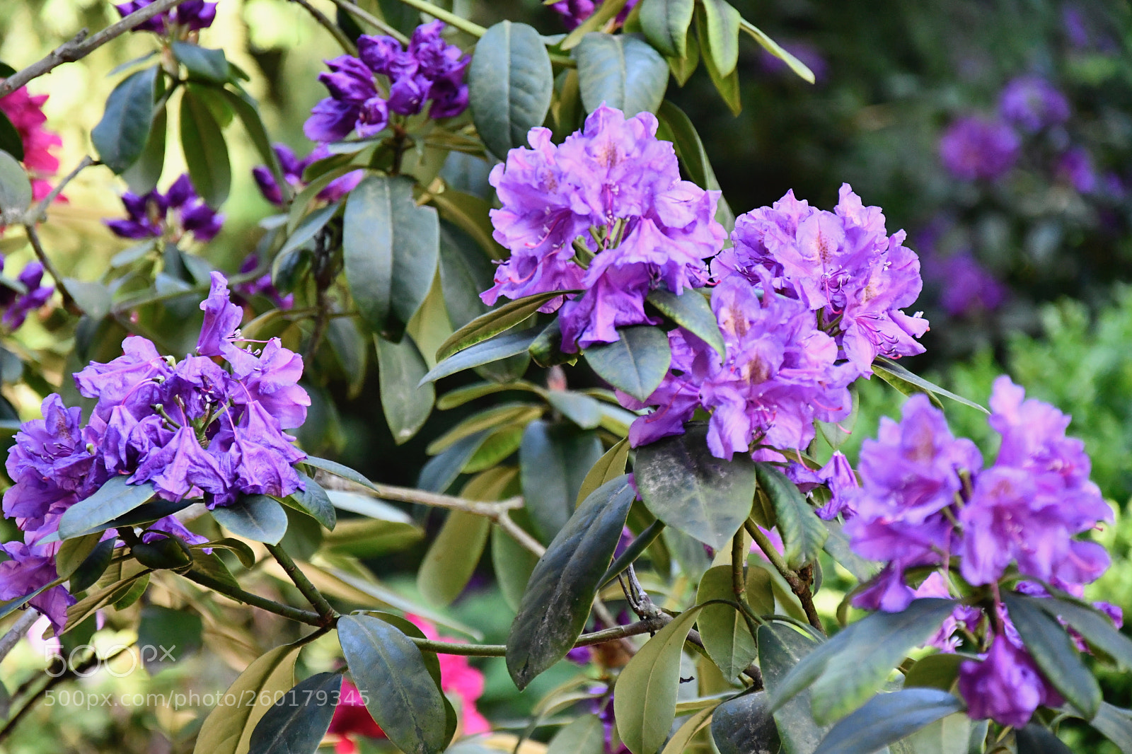 Nikon D7500 sample photo. Intense blue photography