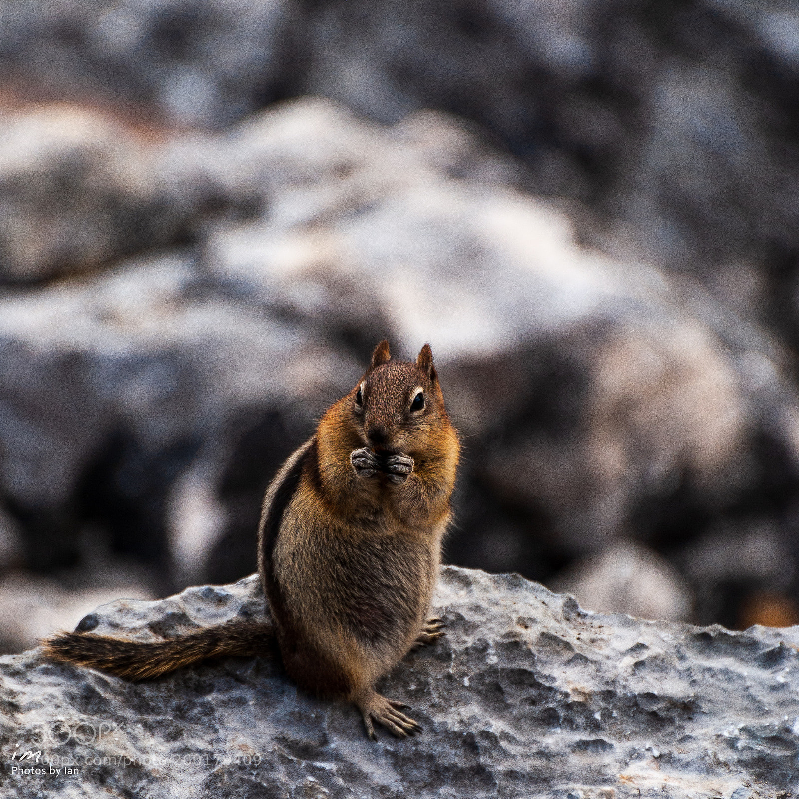 Nikon D60 sample photo. Golden-mantled ground squirrel photography
