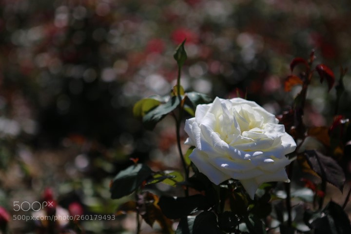 Canon EOS 6D sample photo. Untitled photography