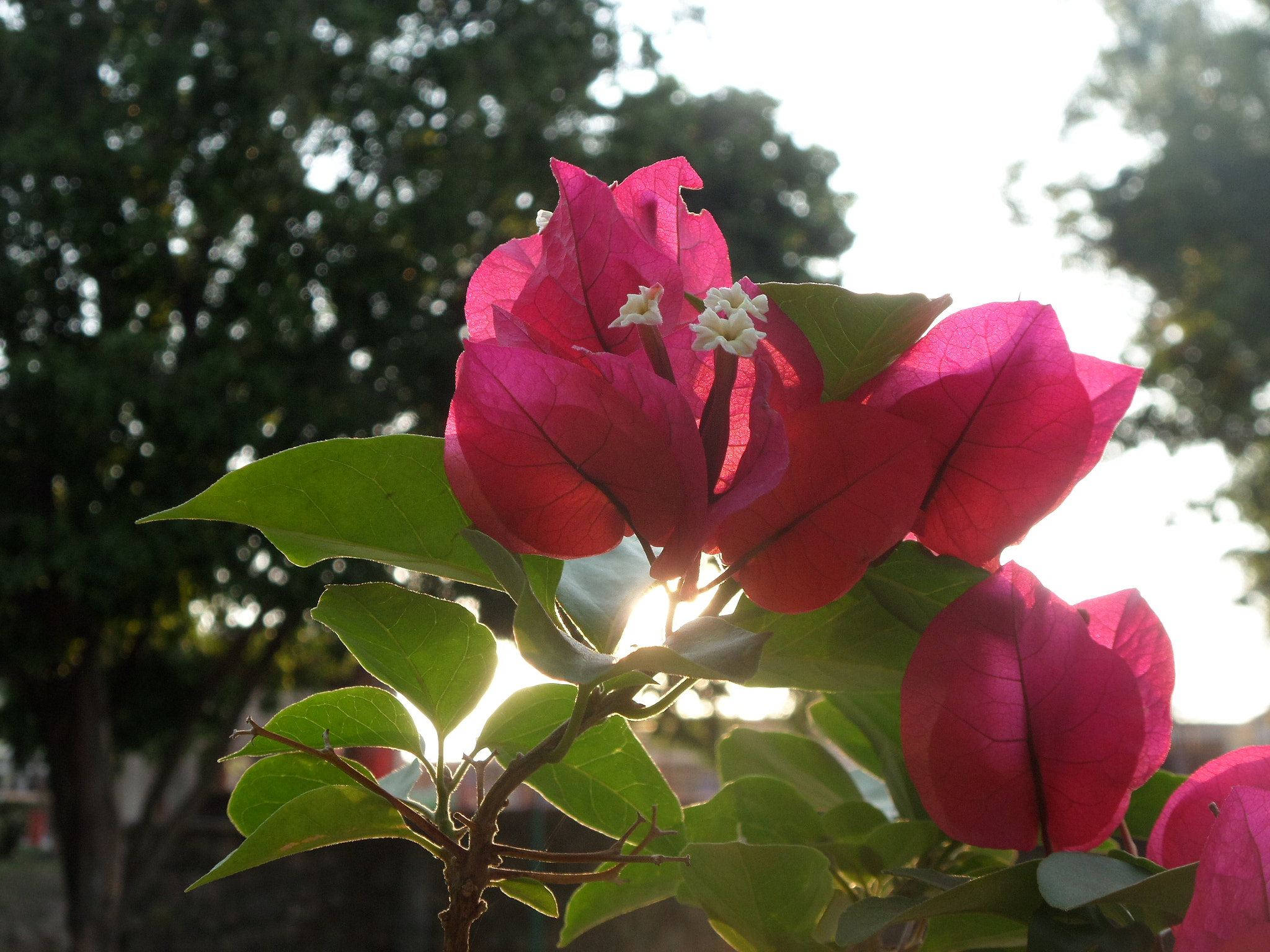 Samsung WB30F/WB31F/WB32F sample photo. Hermosa. photography