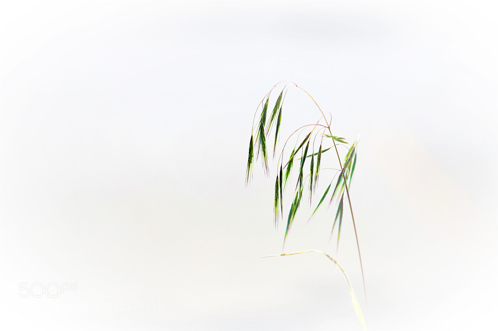 Canon EOS 6D Mark II sample photo. Grass -- 小草 photography