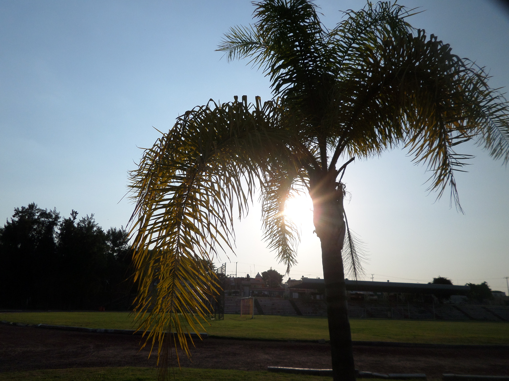 Samsung WB30F/WB31F/WB32F sample photo. Palma... photography