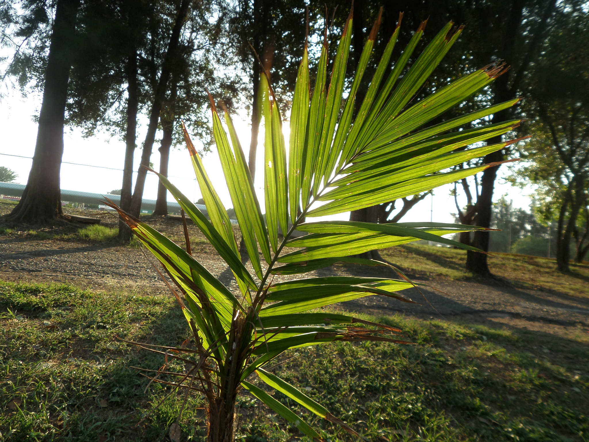 Samsung WB30F/WB31F/WB32F sample photo. Verde. photography
