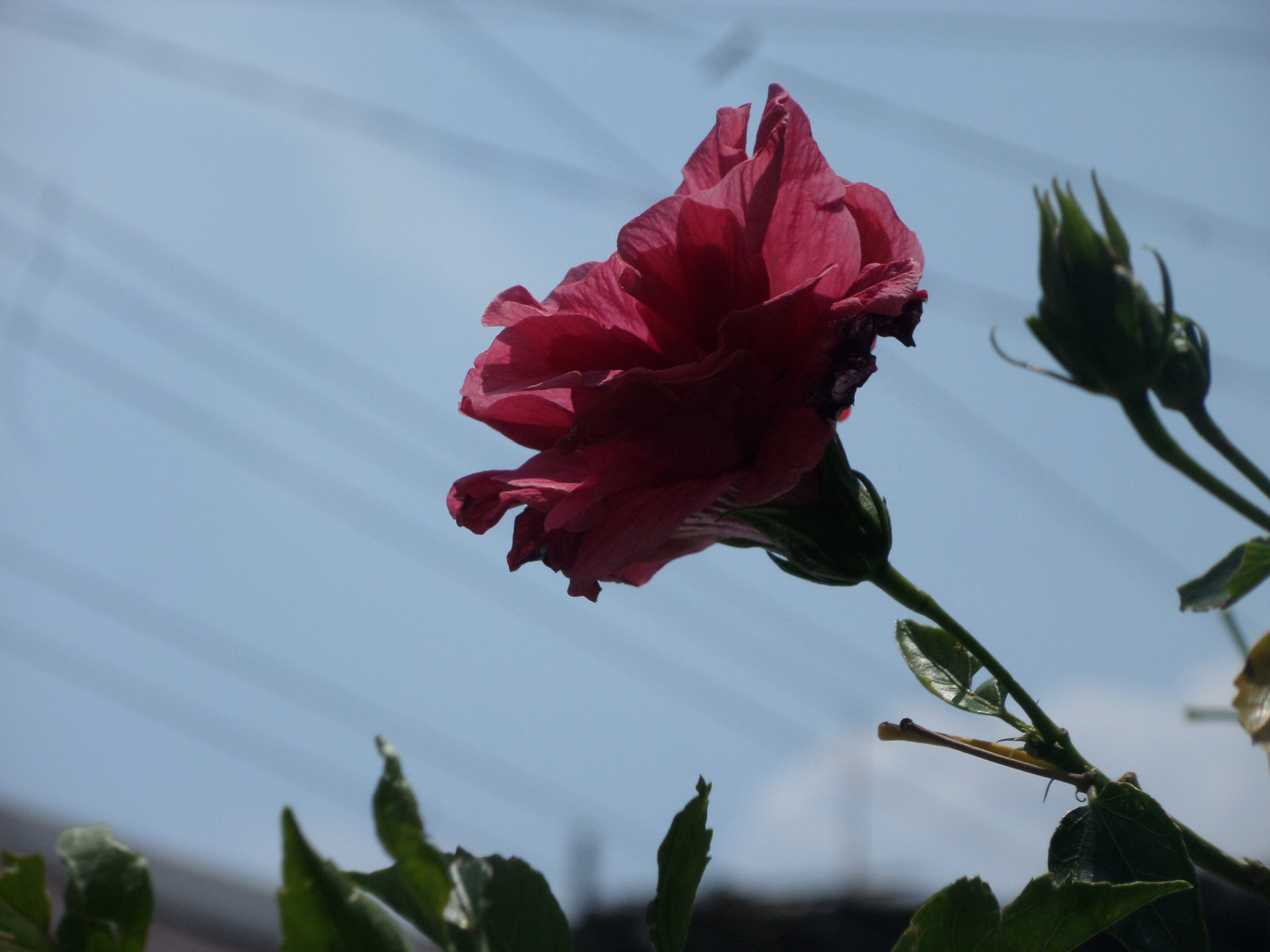 Samsung WB30F/WB31F/WB32F sample photo. ... photography