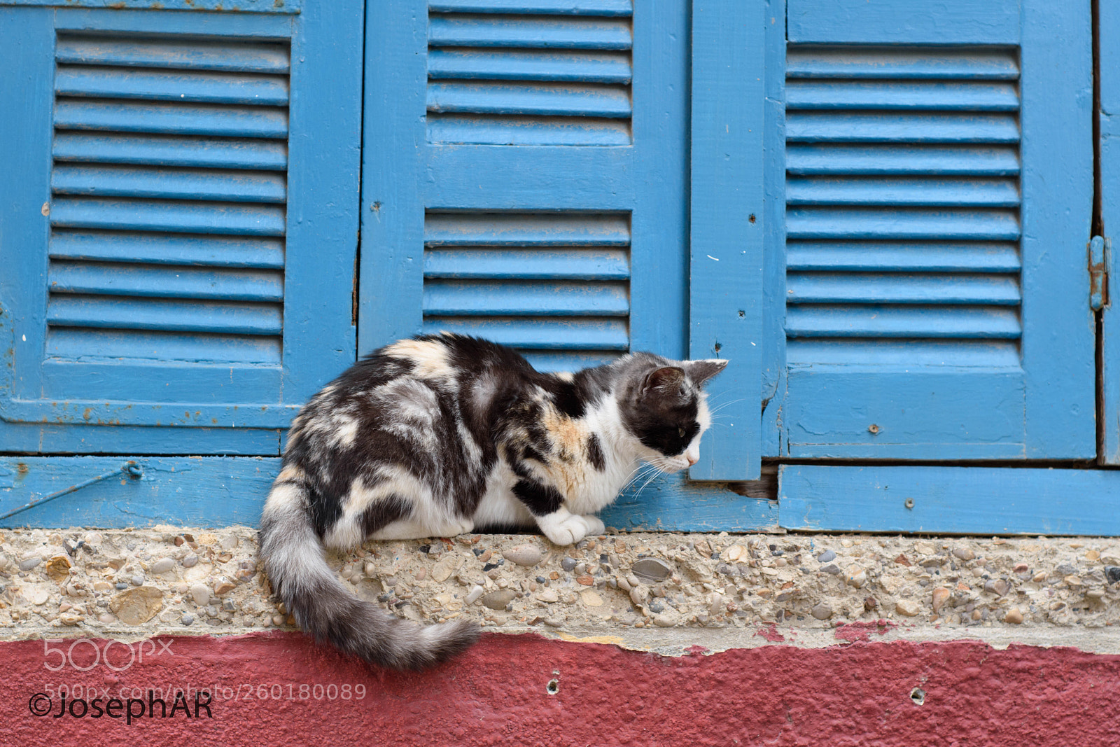 Nikon D5500 sample photo. Cat photography
