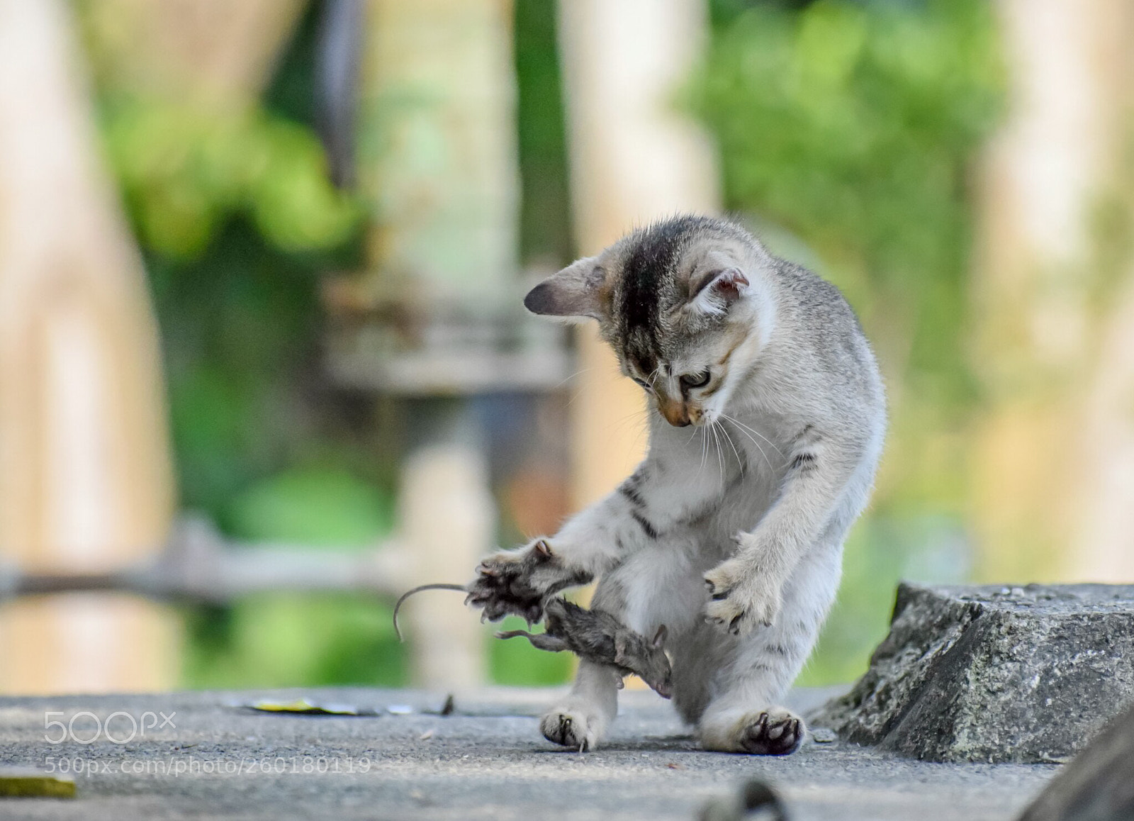 Nikon D5300 sample photo. Ohh no! lost it. photography