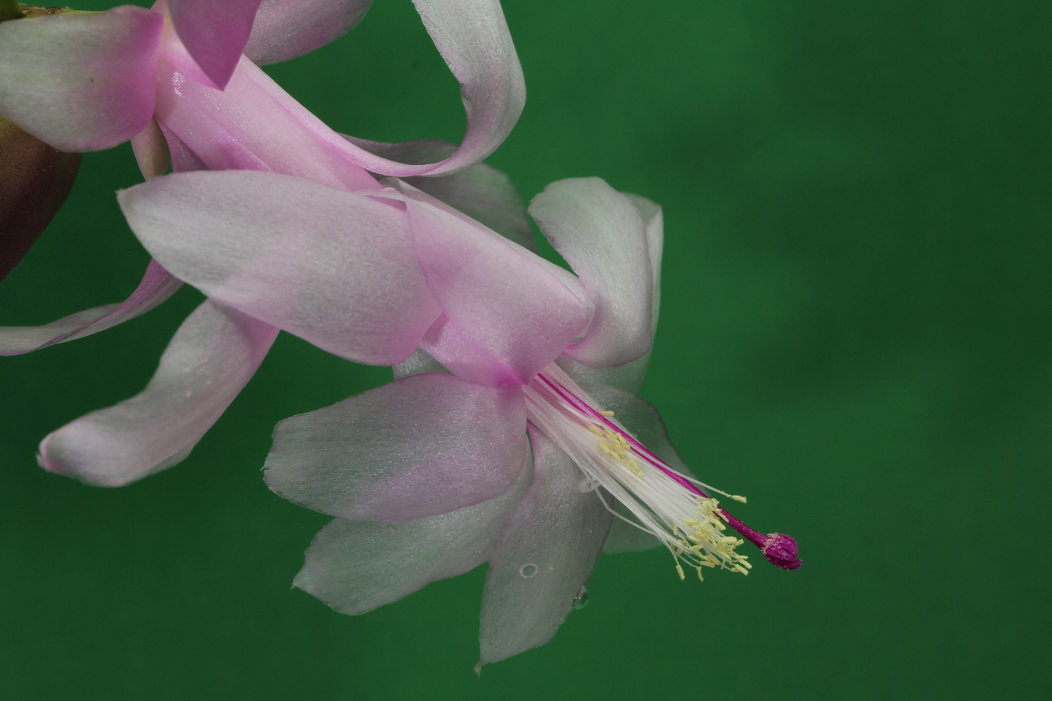 Canon EF 100mm F2.8L Macro IS USM sample photo. Zygone flower photography