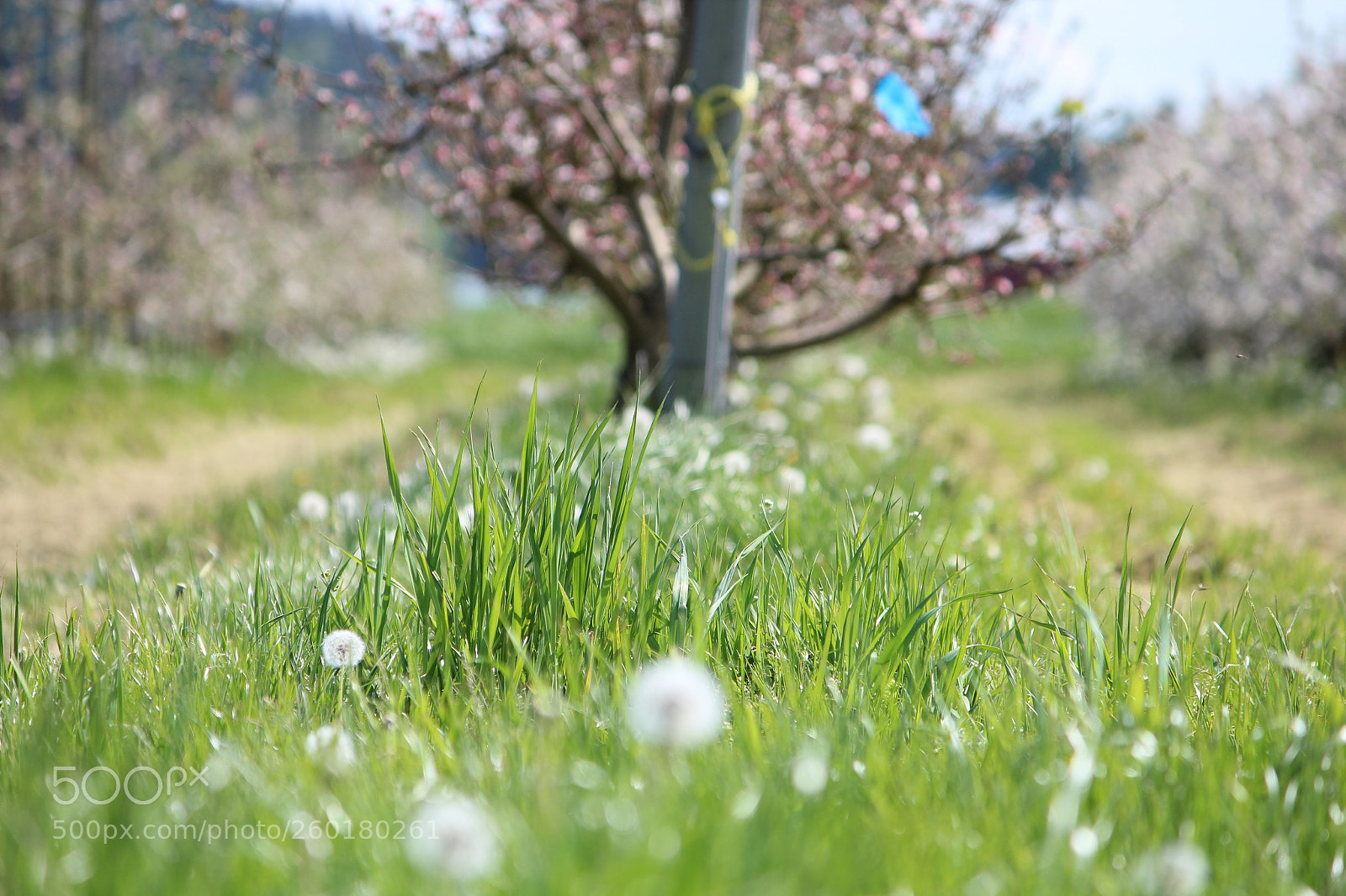Canon EOS 600D (Rebel EOS T3i / EOS Kiss X5) sample photo. Img photography