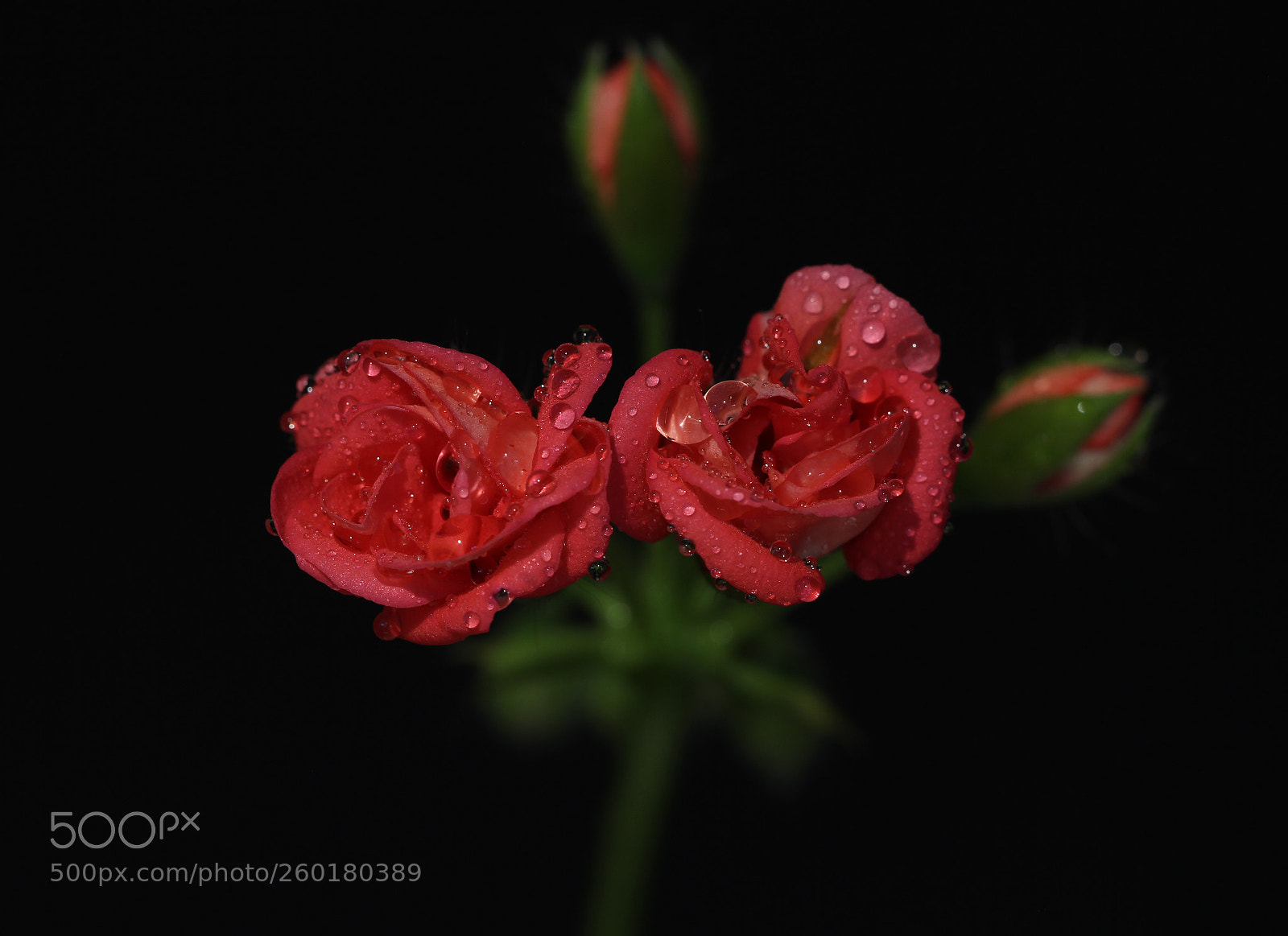 Canon EOS 60D sample photo. Geranium flower photography