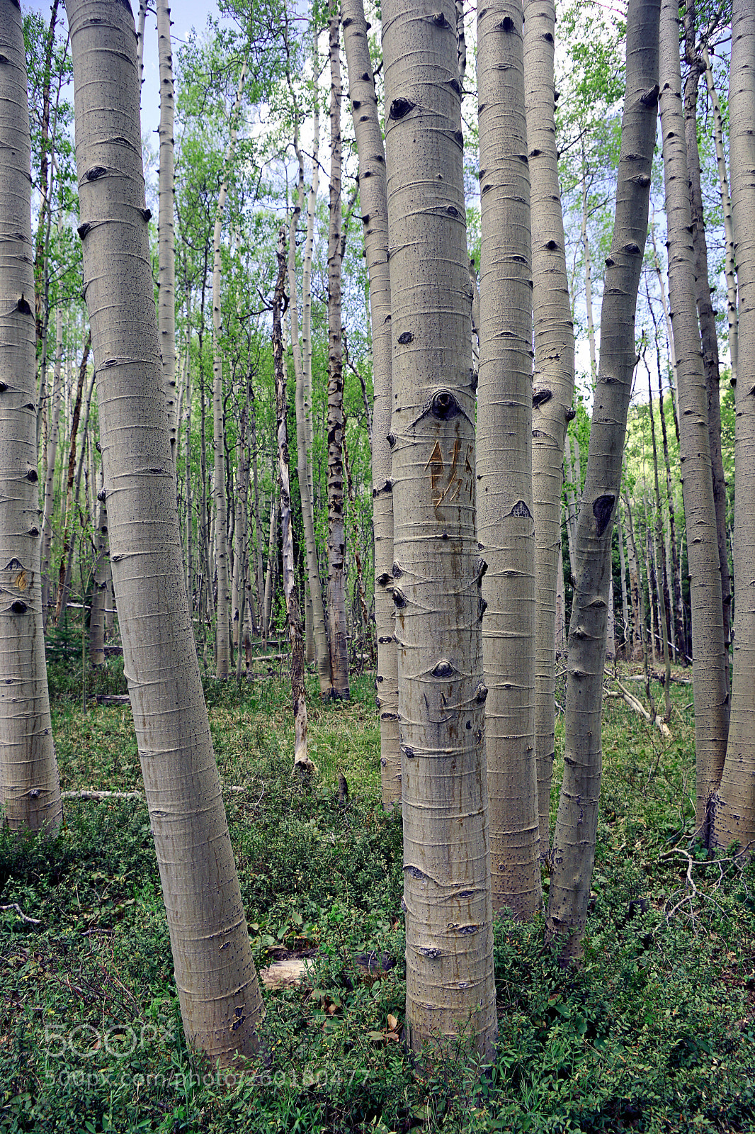 Sony ILCA-77M2 sample photo. Spring aspen forest photography