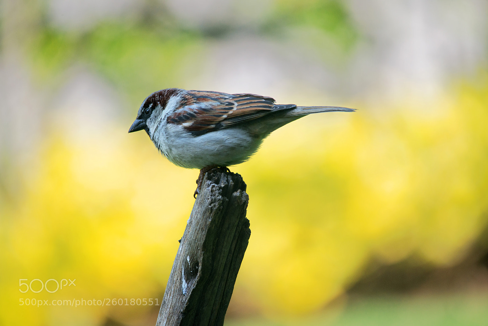 Nikon D800 sample photo. Sparrow photography