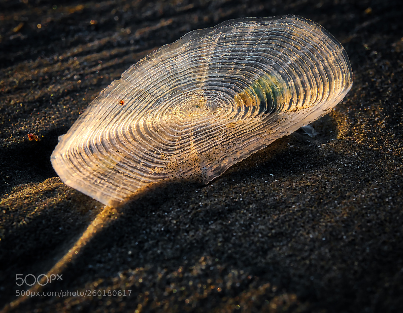 Olympus OM-D E-M1 Mark II sample photo. Shining on the beach photography