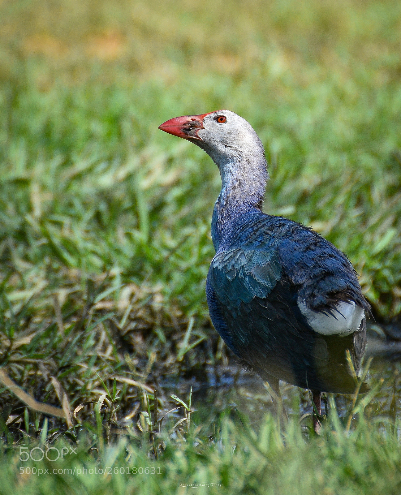Nikon D7200 sample photo. Purple swamphen photography