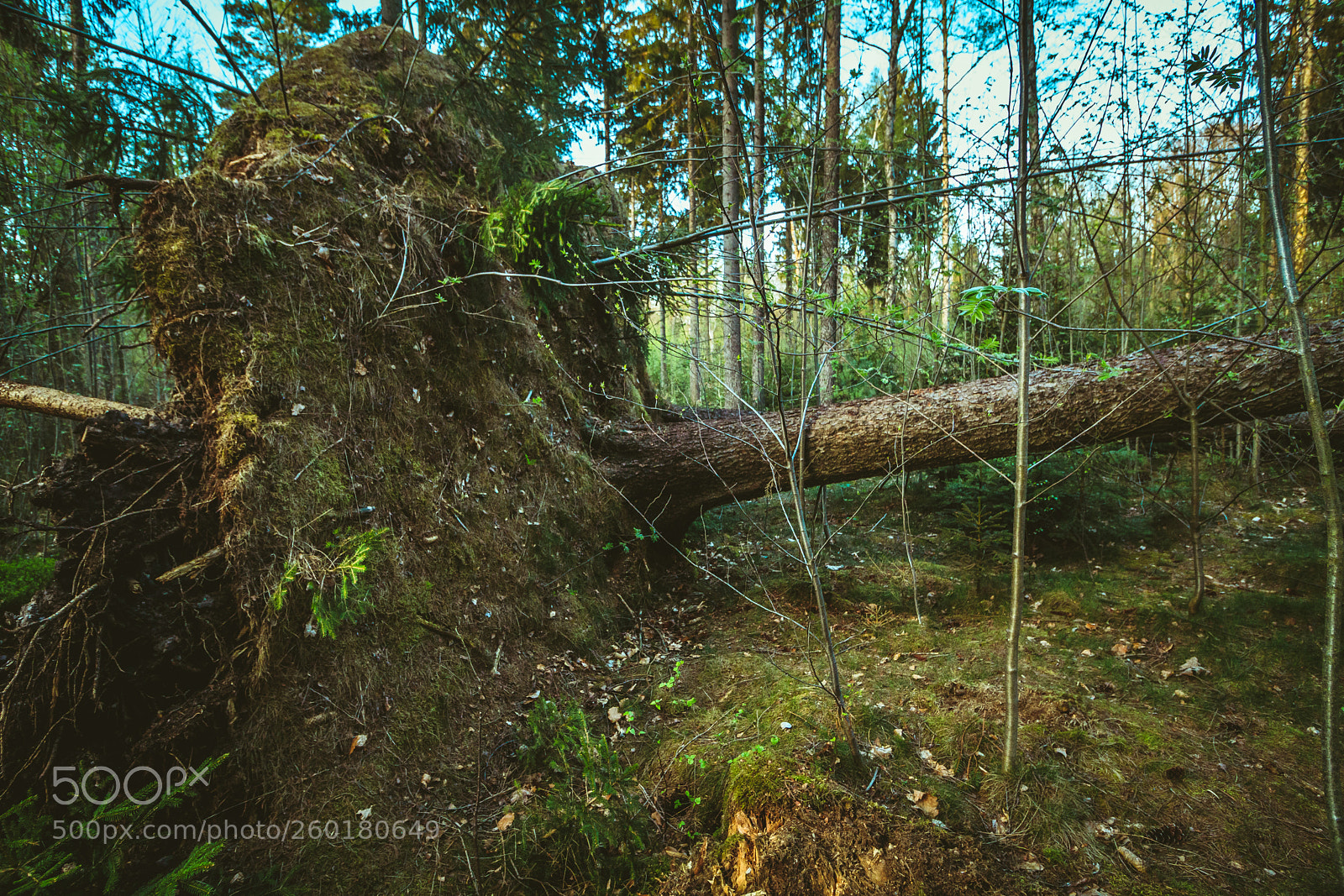 Canon EOS 80D sample photo. Fallen trees ii photography