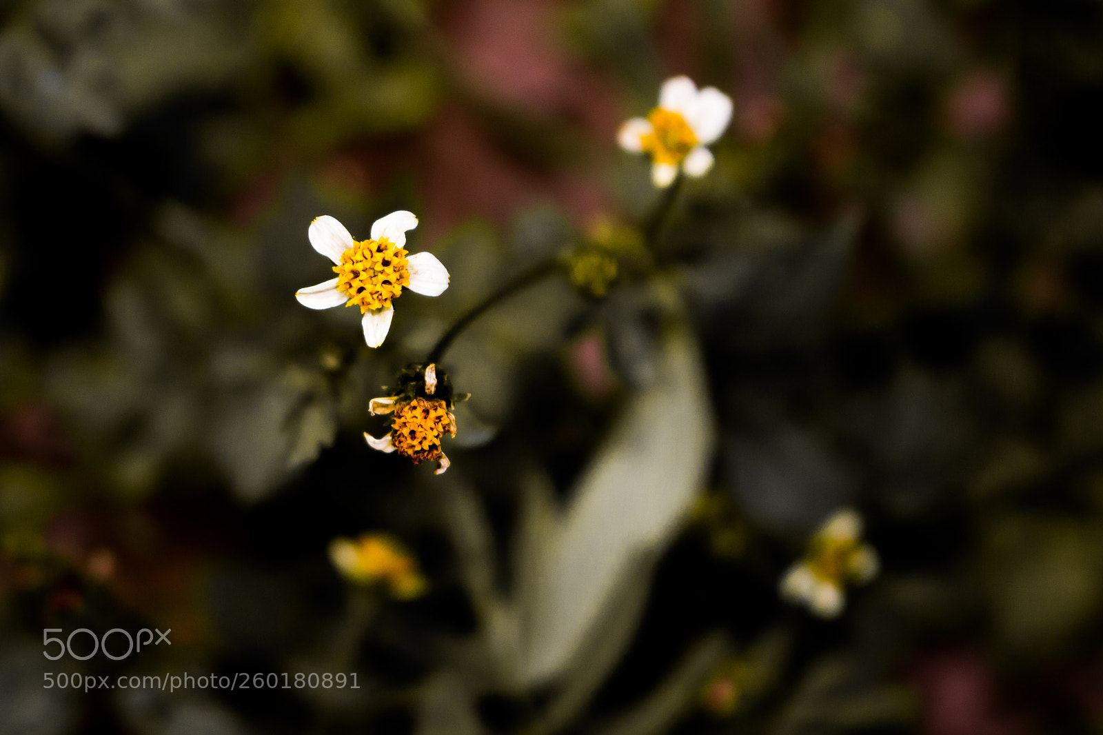 Canon EOS 100D (EOS Rebel SL1 / EOS Kiss X7) sample photo. Survival chances photography
