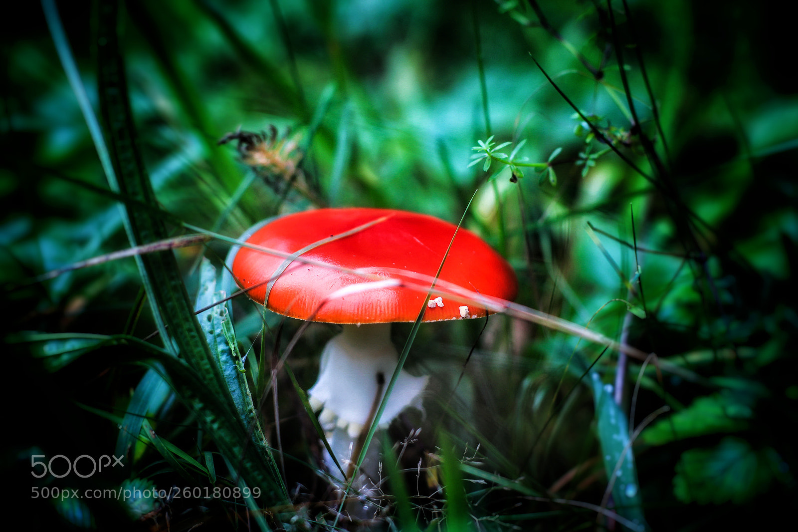 Canon EOS 650D (EOS Rebel T4i / EOS Kiss X6i) sample photo. Mushroom..'17 photography