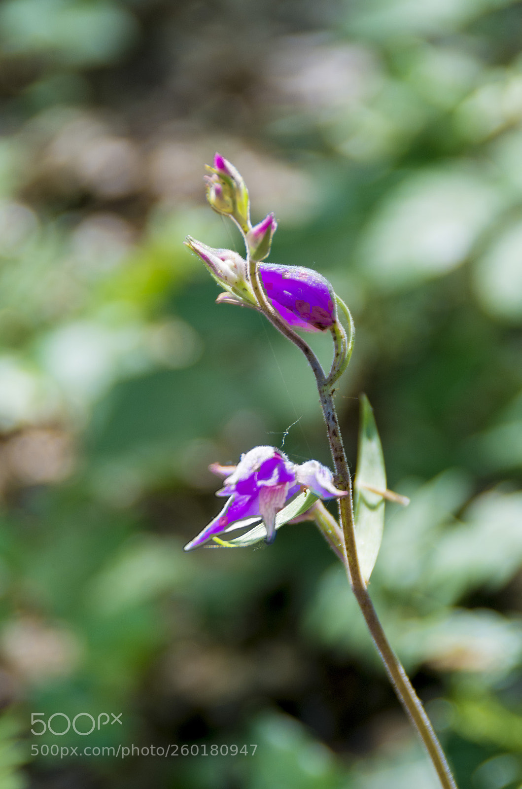 Pentax K-30 sample photo. Piccoli boccioli photography