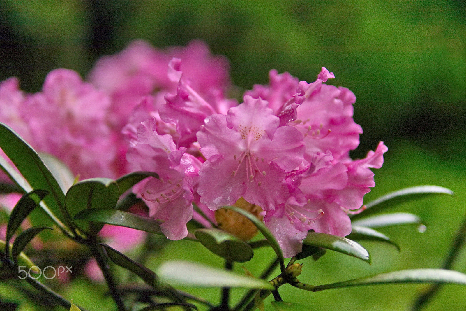 Panasonic Lumix DMC-G5 sample photo. Rhododéndron photography