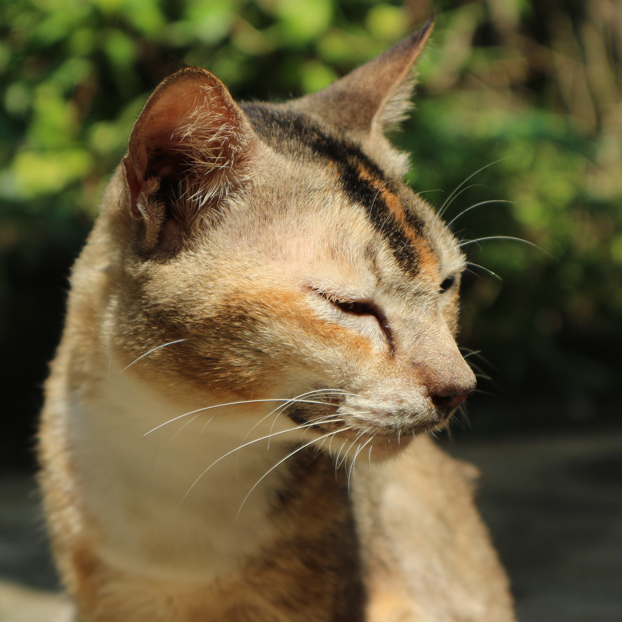Canon EOS M10 sample photo. Indonesian cat photography