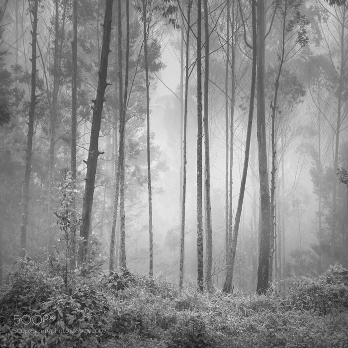 Nikon D80 sample photo. Plantation photography
