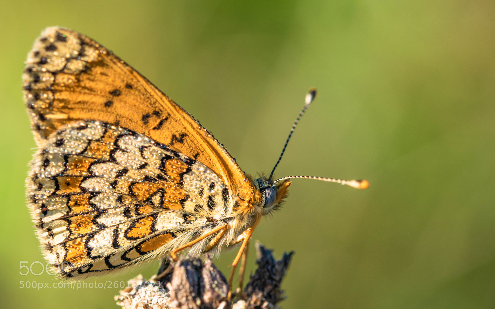 Nikon D5300 sample photo. Wegerich-scheckenfalter photography