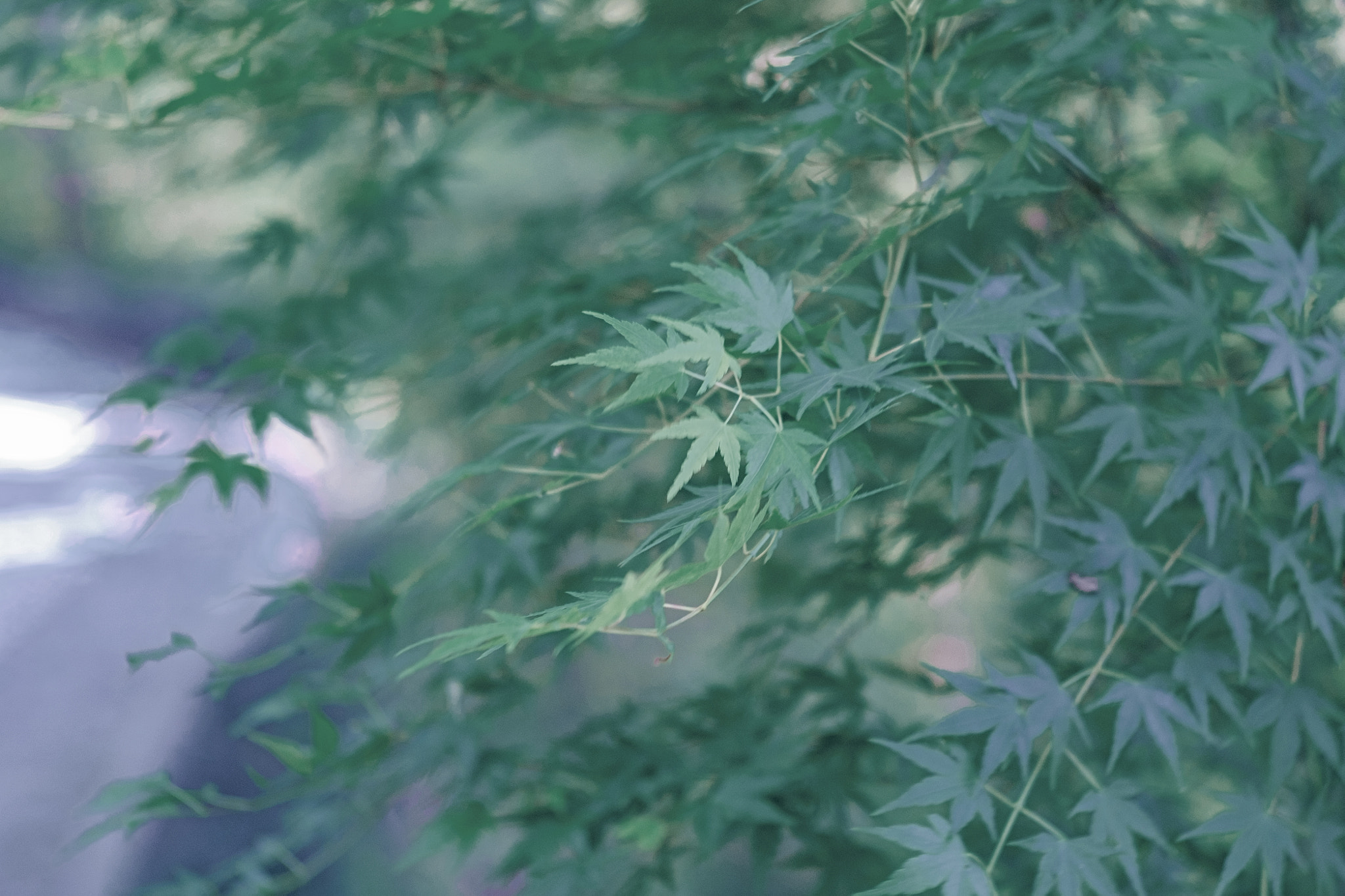 Fujifilm X-E1 sample photo. Summer photography