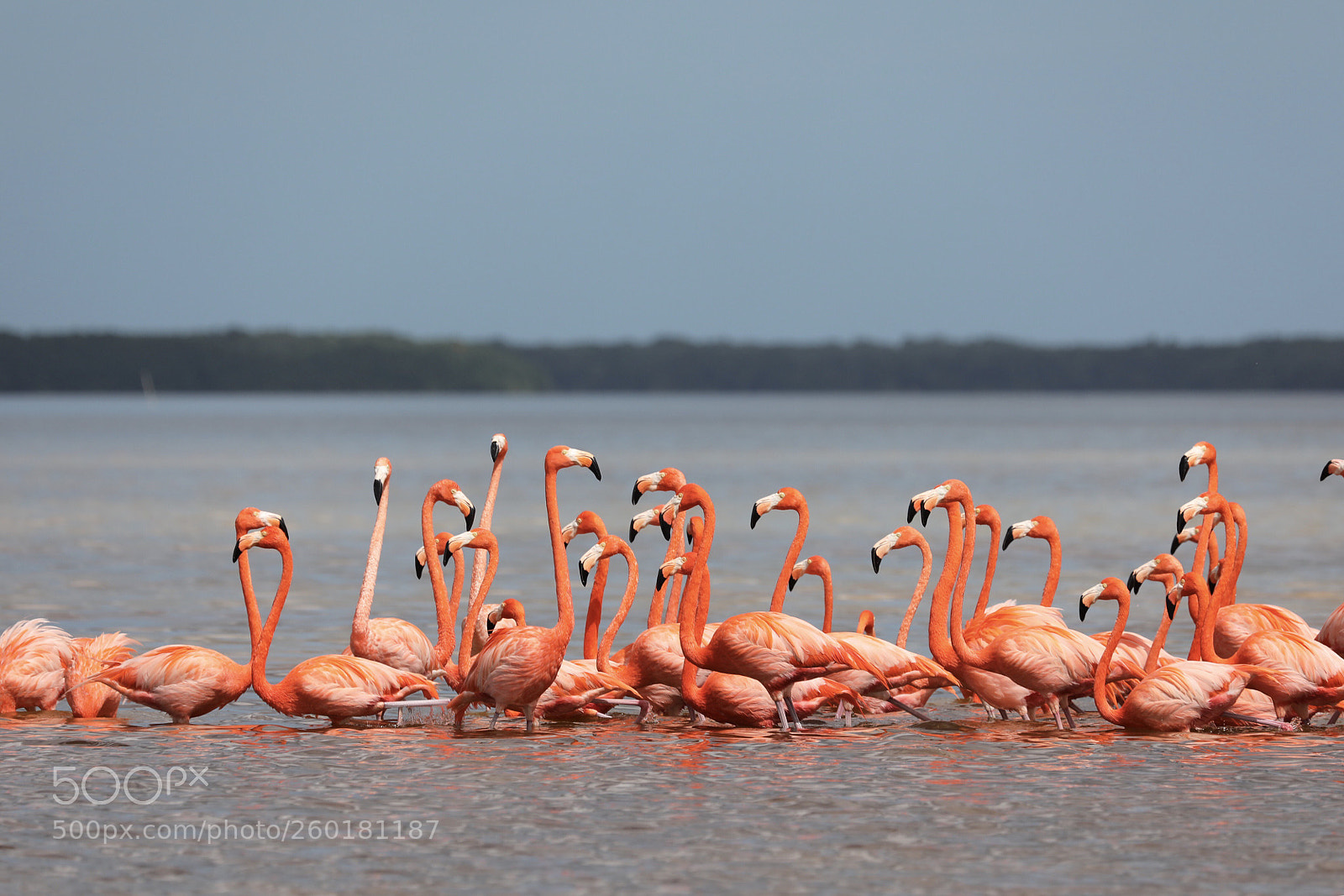 Canon EOS 5D Mark IV sample photo. American flamingos photography