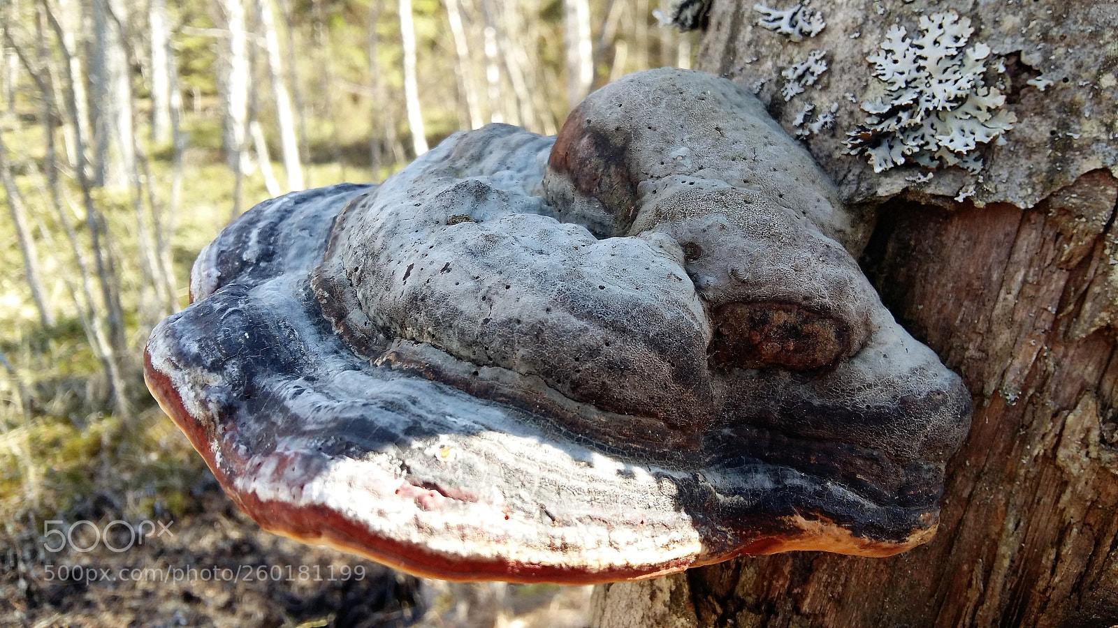 Samsung Galaxy A5 sample photo. Polypore - fungus from photography