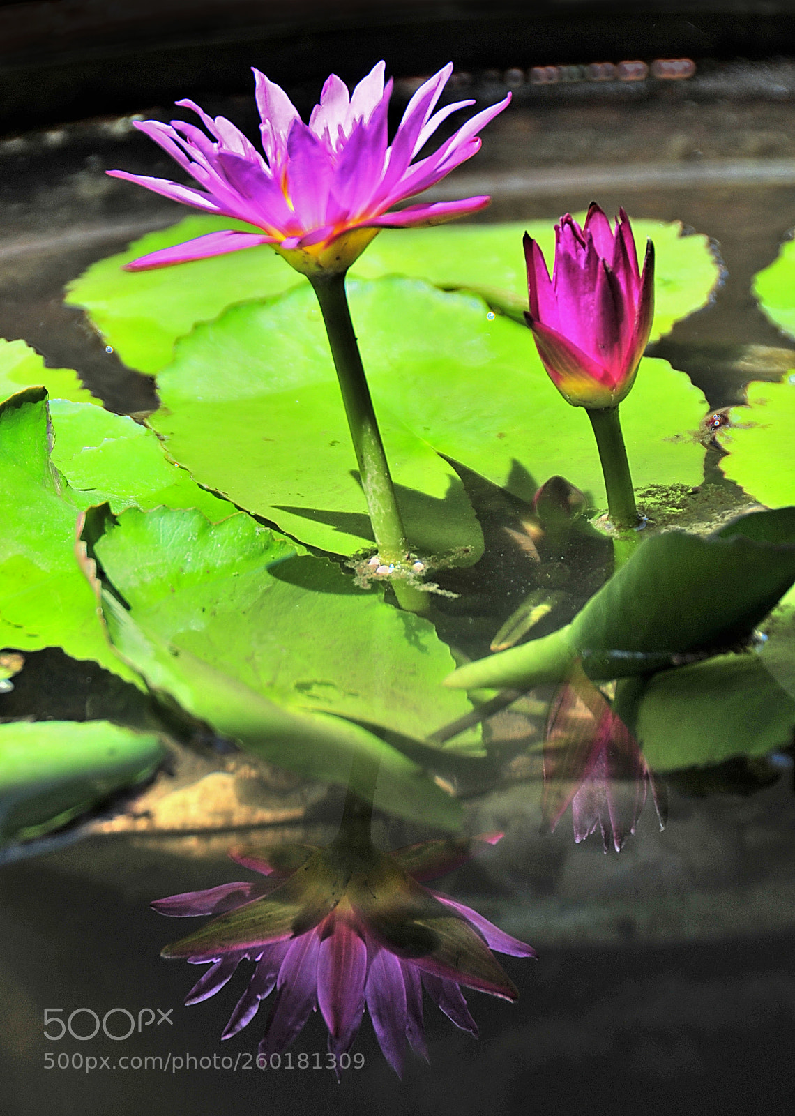 Nikon D300 sample photo. Reflection photography