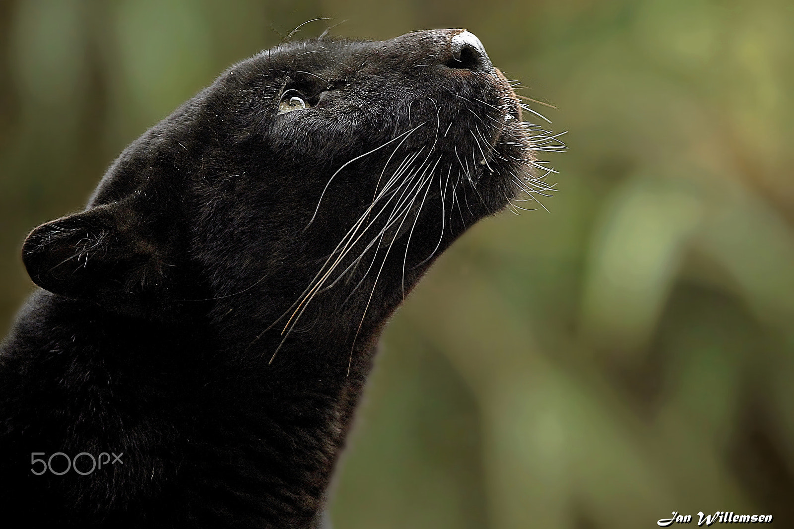 Canon EF 300mm F2.8L IS II USM sample photo. Black panther photography