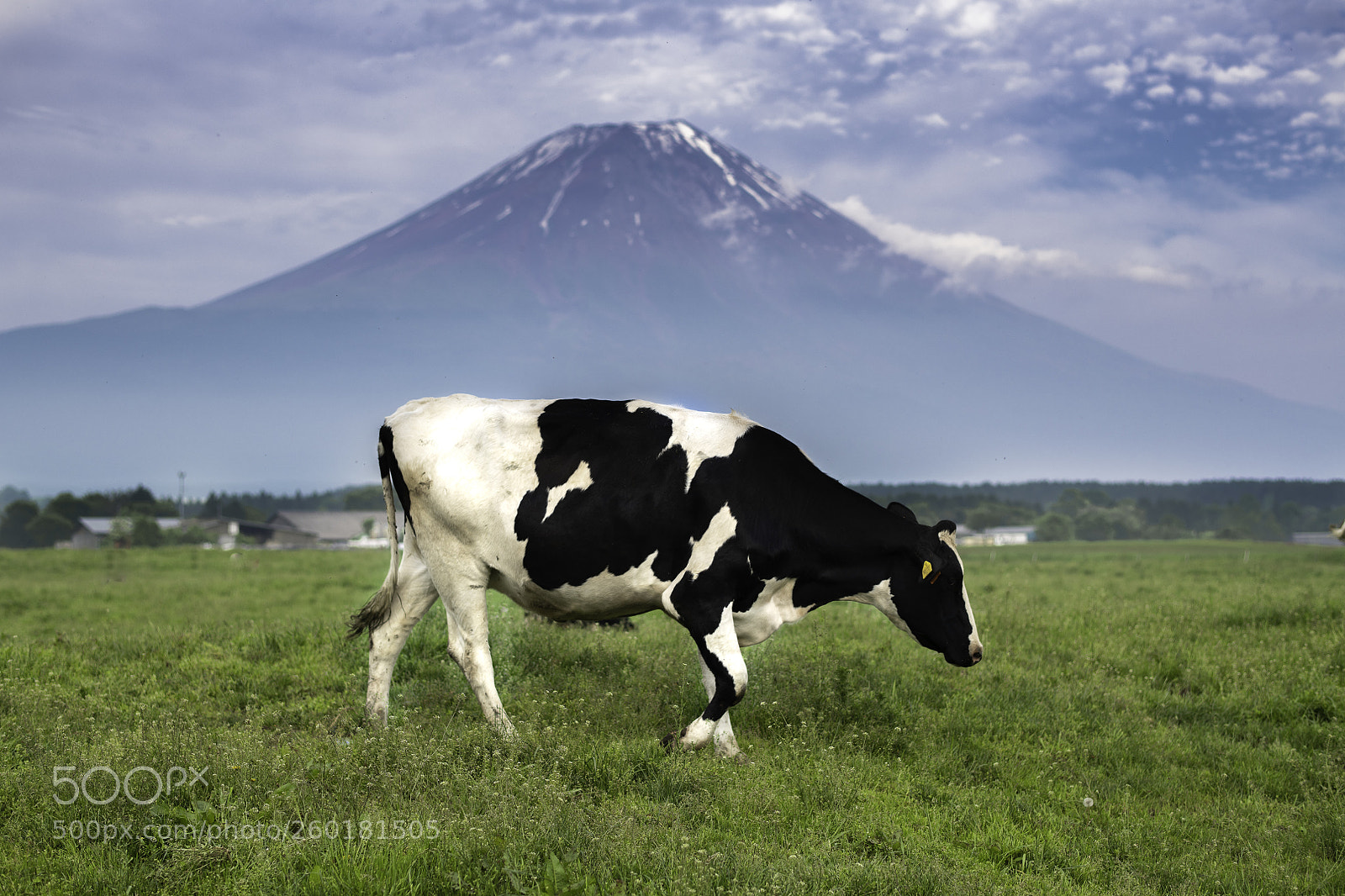 Nikon D850 sample photo. Cow with fuji photography
