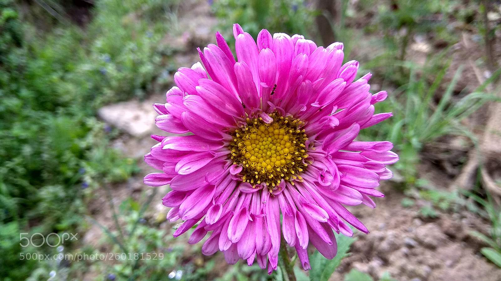 Xiaomi Redmi Note 4 sample photo. Untitled photography