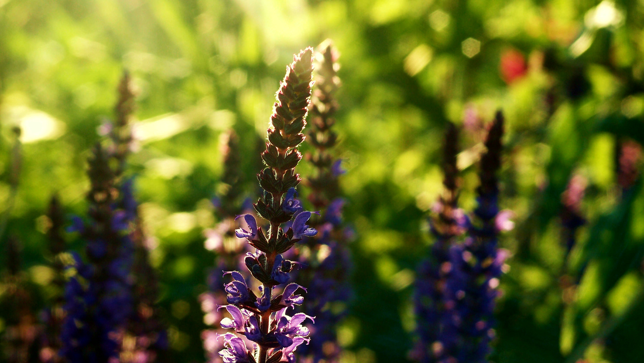 Olympus XZ-1 sample photo. Lavender sunset photography