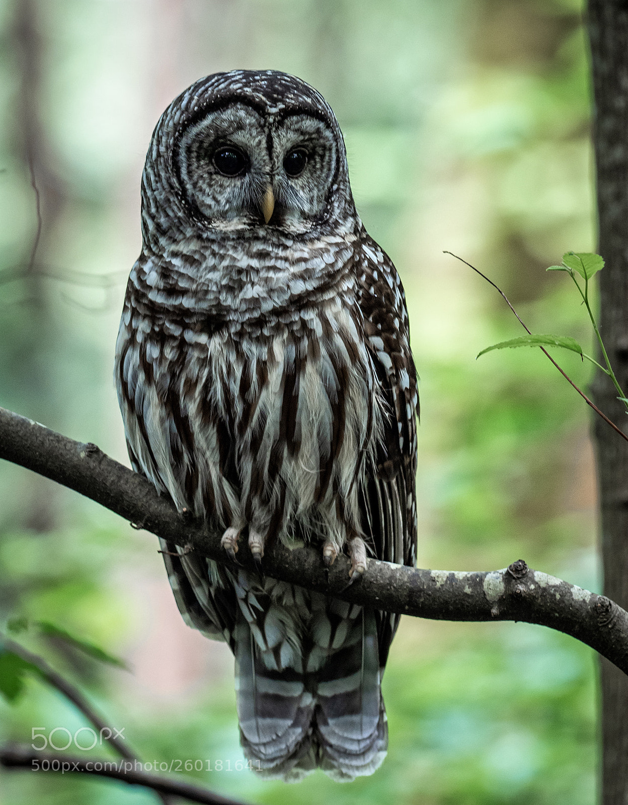 Olympus OM-D E-M1 Mark II sample photo. Owl on a branch photography