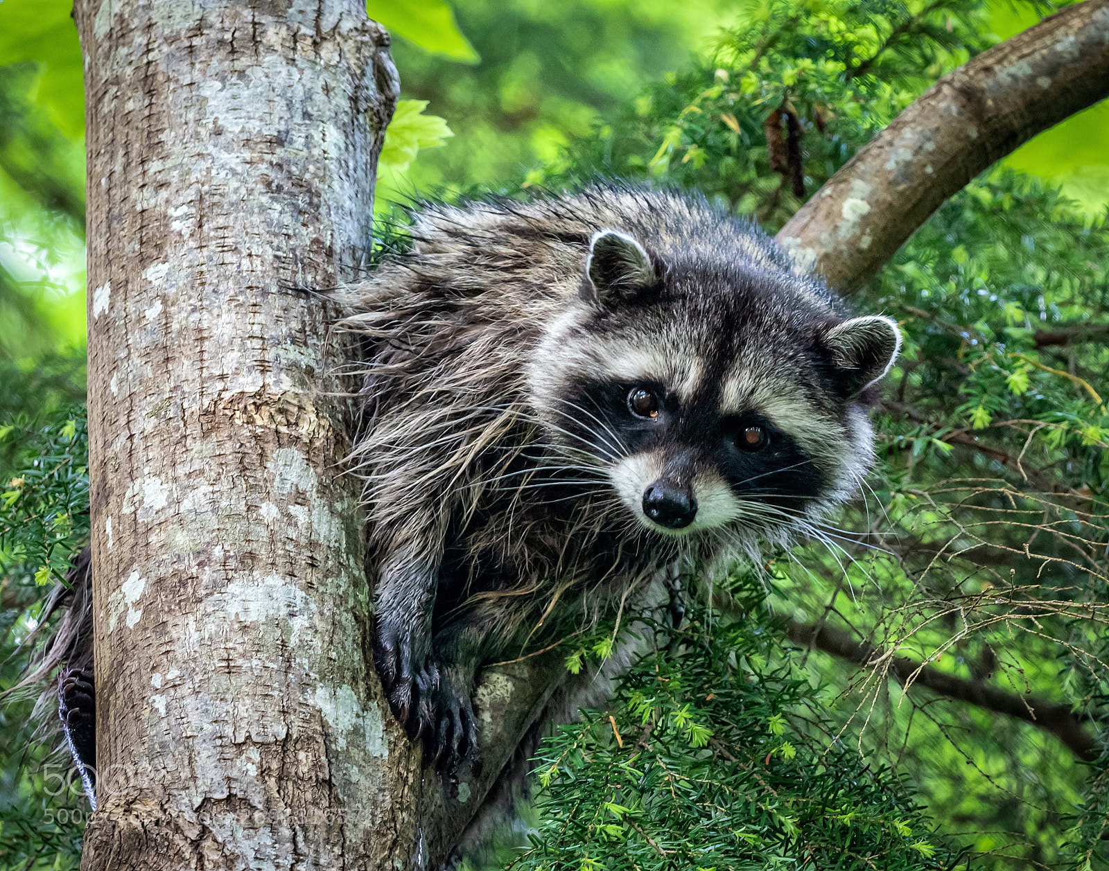 Olympus OM-D E-M1 Mark II sample photo. Rocket's glare photography