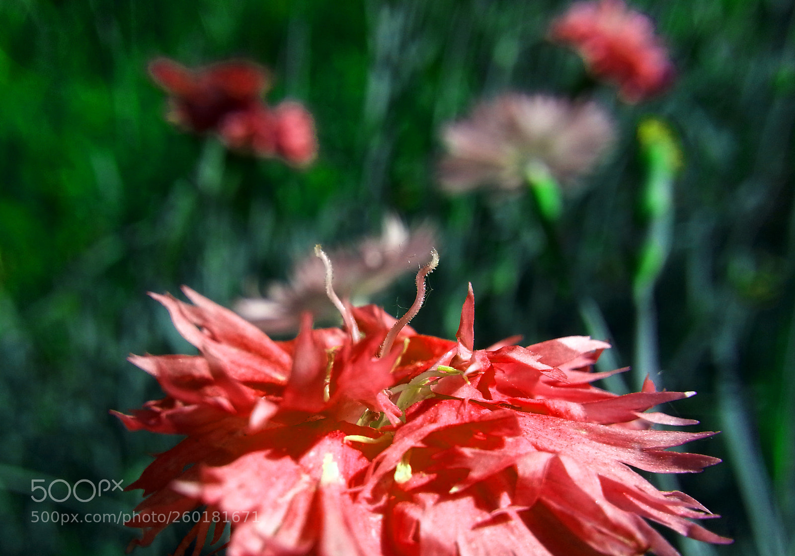 Samsung Galaxy Note2 sample photo. Flower photography