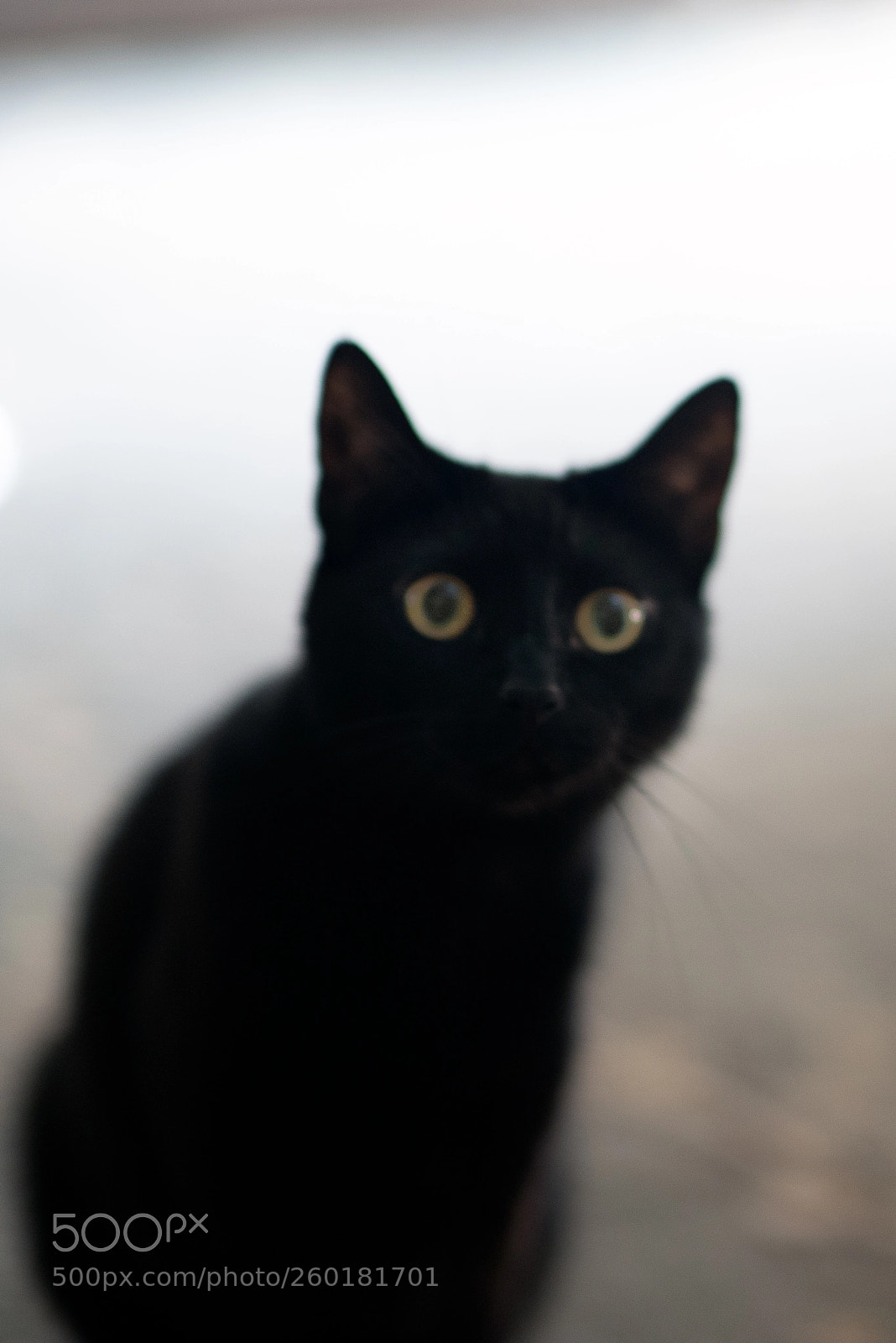 Nikon D750 sample photo. Curiosity photography