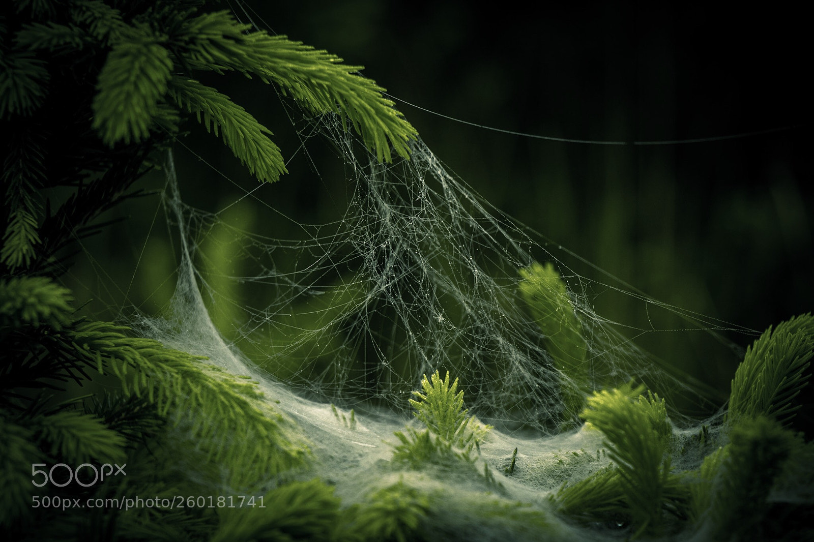 Canon EOS 80D sample photo. Cobweb bed  photography