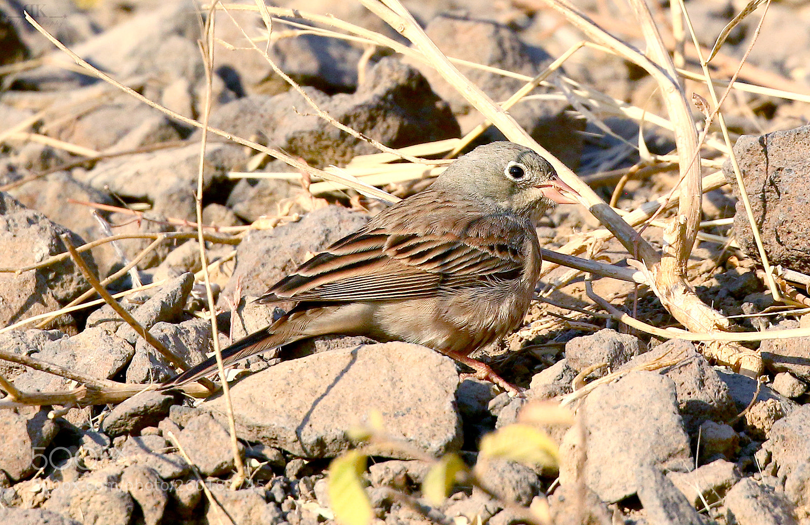 Canon EOS 70D sample photo. Grey-necked bunting photography