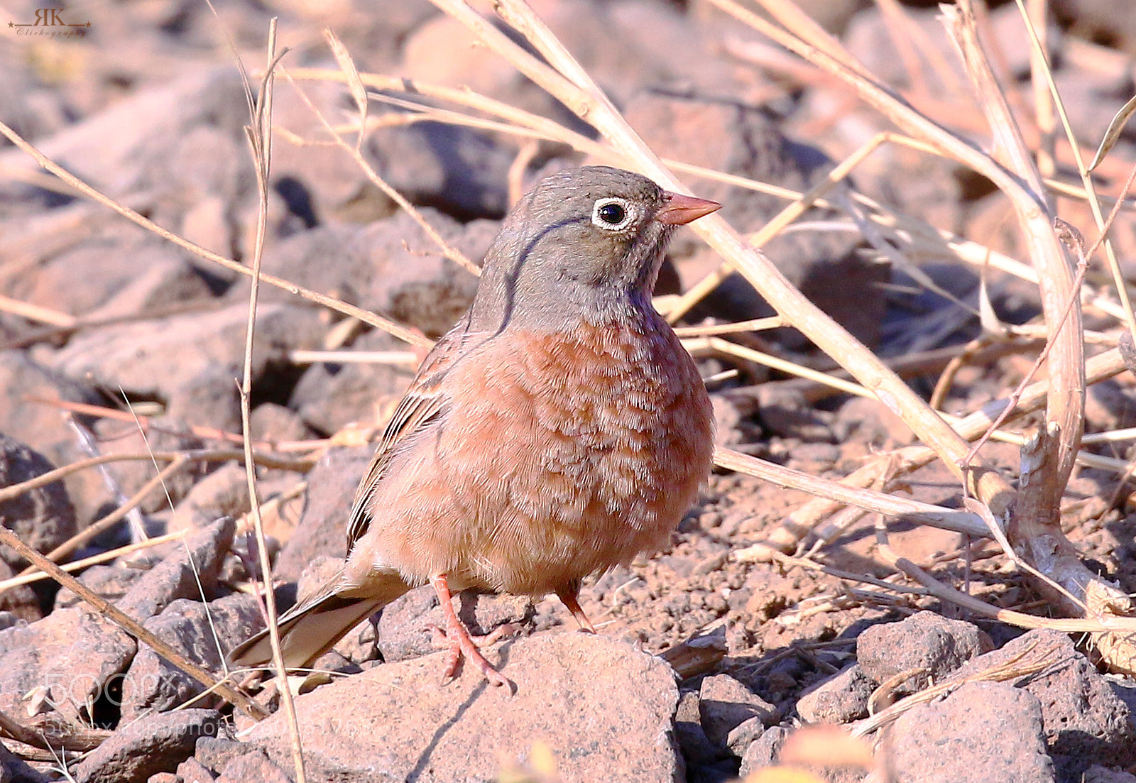Canon EOS 70D sample photo. Grey-necked bunting photography