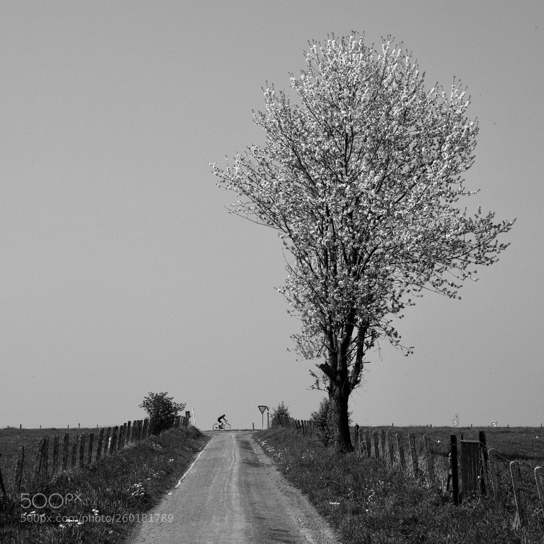 Fujifilm X-T2 sample photo. Bicycle photography