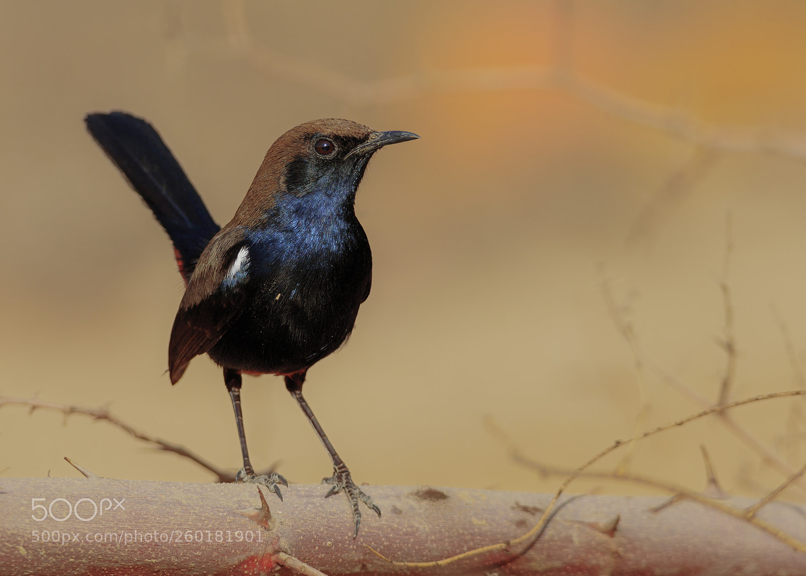 Canon EOS 7D Mark II sample photo. Indian robin photography