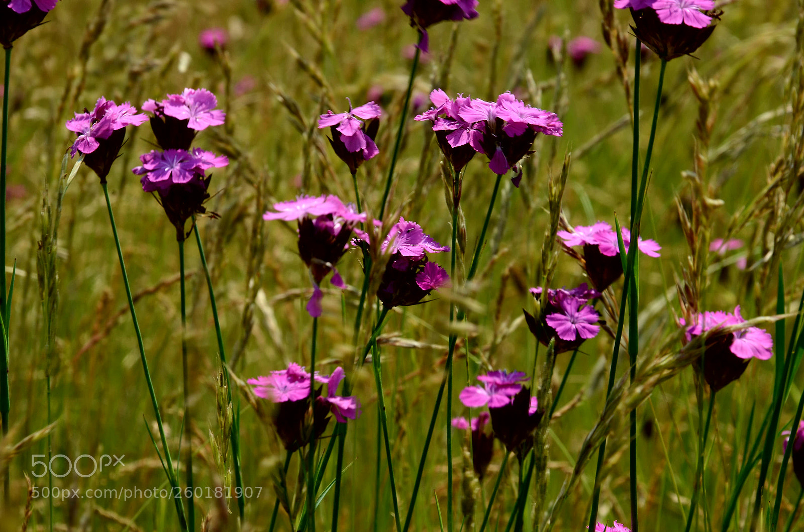 Nikon D7000 sample photo. Meadow photography