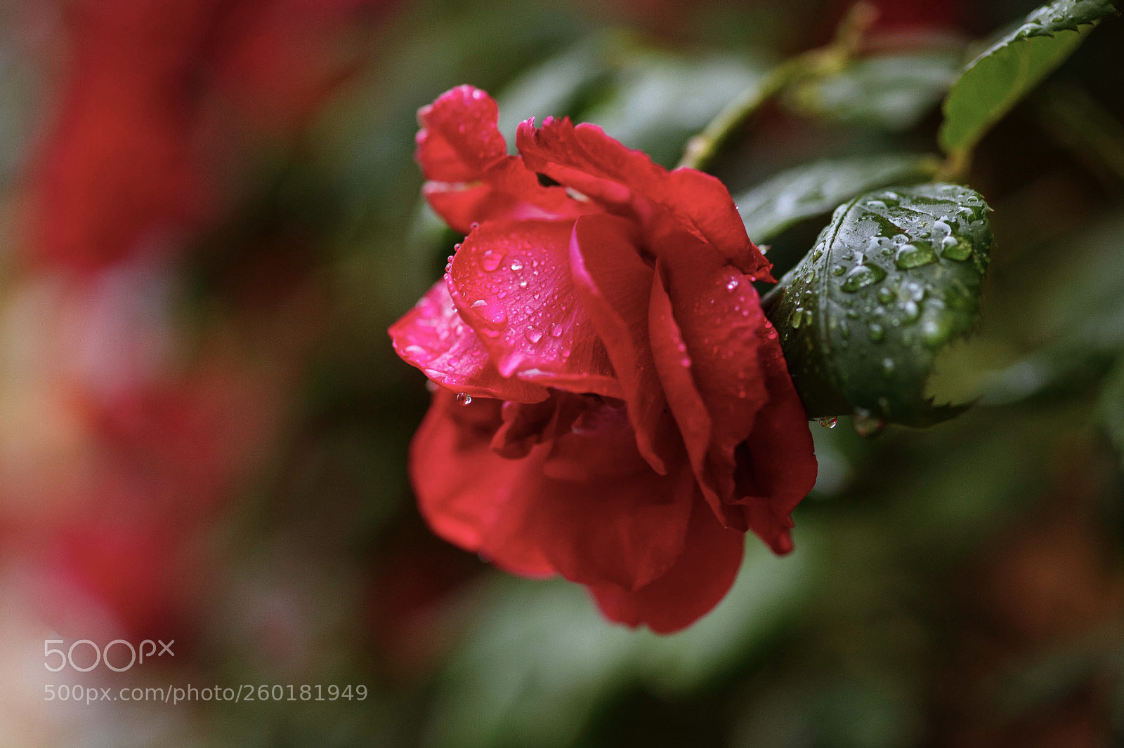 Canon EOS 5D Mark II sample photo. After the rain photography